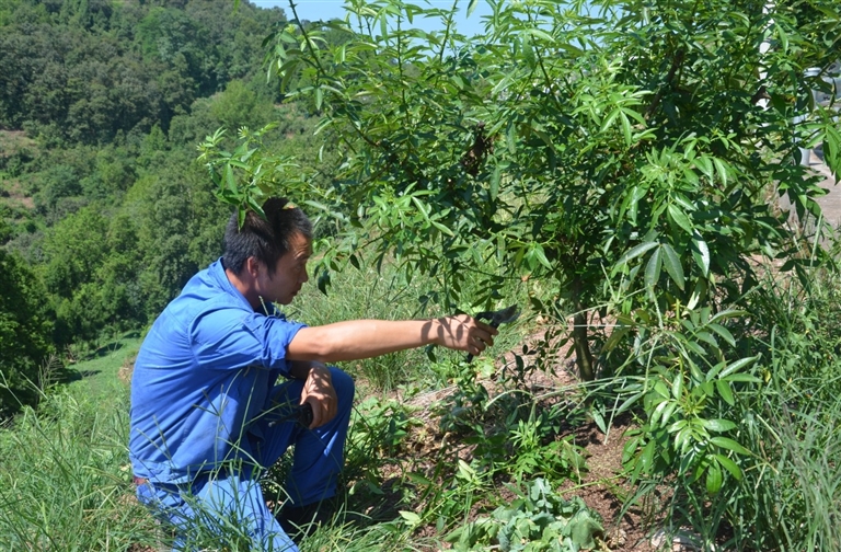 岳良尧种花椒树带给村民"摇钱树"