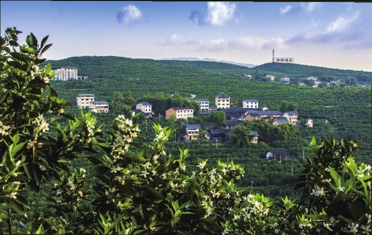 三峡橘海