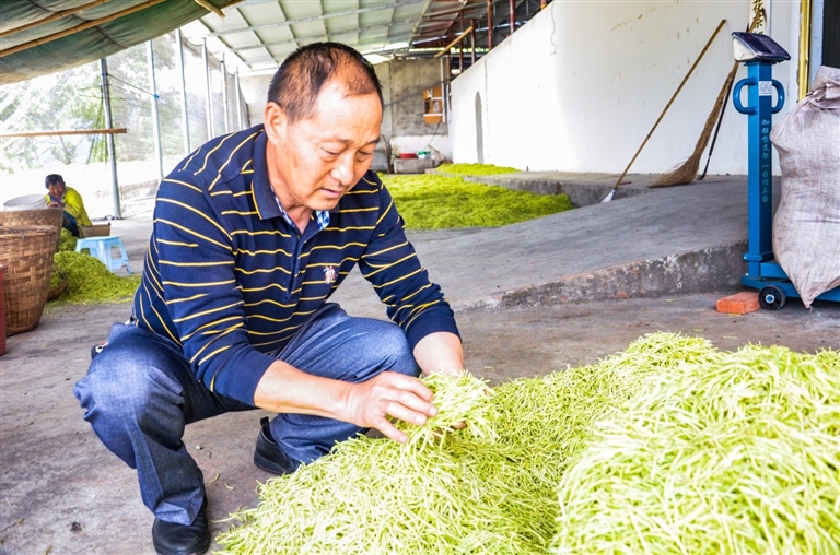 金灿灿,银闪闪的金银花,与正忙着采摘金银花的村民,勾勒出一幅美丽的