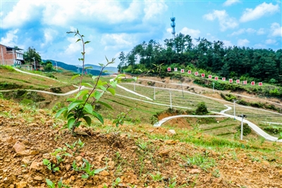 善广乡奇异莓扶贫产业示范基地一角. 记者 田华平 摄